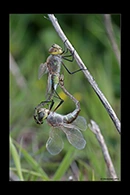Anax ephippiger, thumbnail 3 / 20