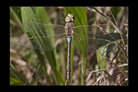 Anax ephippiger, thumbnail 4 / 20