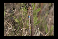 Anax ephippiger, thumbnail 6 / 20