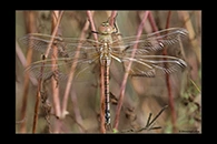 Anax ephippiger, thumbnail 7 / 20