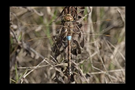 Anax ephippiger, thumbnail 8 / 20