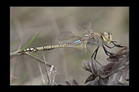 Anax ephippiger, thumbnail 9 / 20