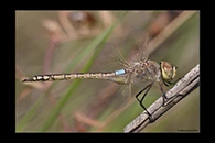 Anax ephippiger, thumbnail 14 / 20