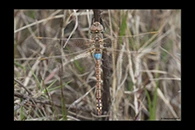 Anax ephippiger, thumbnail 15 / 20