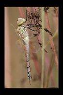 Anax ephippiger, thumbnail 16 / 20