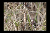 Anax ephippiger, thumbnail 19 / 20