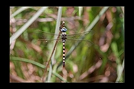 Anax immaculifrons, thumbnail 6 / 20