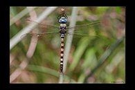 Anax immaculifrons, thumbnail 7 / 20