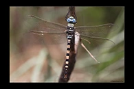 Anax immaculifrons, thumbnail 11 / 20