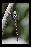 Anax immaculifrons, thumbnail 12 / 20