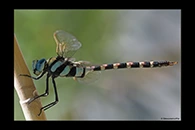 Anax immaculifrons, thumbnail 13 / 20