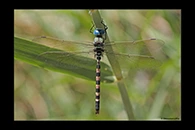 Anax immaculifrons, thumbnail 14 / 20