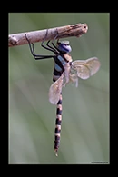 Anax immaculifrons, thumbnail 15 / 20