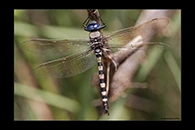 Anax immaculifrons, thumbnail 17 / 20