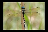 Anax immaculifrons, thumbnail 18 / 20