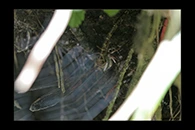 Boyeria irene, thumbnail 2 / 20