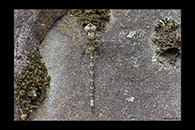 Boyeria irene, thumbnail 9 / 20