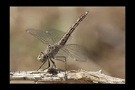 Brachythemis impartita, thumbnail 6 / 20