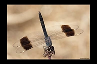 Brachythemis impartita, thumbnail 7 / 20