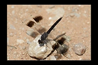 Brachythemis impartita, thumbnail 8 / 20