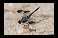 Brachythemis impartita, thumbnail 9 / 20