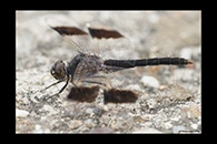 Brachythemis impartita, thumbnail 12 / 20