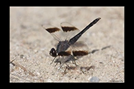 Brachythemis impartita, thumbnail 13 / 20