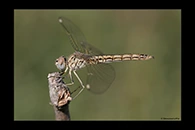 Brachythemis impartita, thumbnail 15 / 20