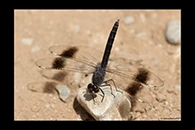 Brachythemis impartita, thumbnail 16 / 20