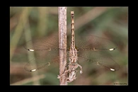 Brachythemis impartita, thumbnail 19 / 20