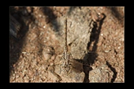 Brachythemis impartita, thumbnail 20 / 20