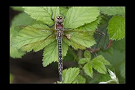 Brachytron pratense, thumbnail 1 / 20