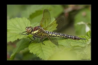 Brachytron pratense, thumbnail 2 / 20