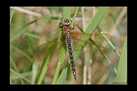 Brachytron pratense, thumbnail 3 / 20