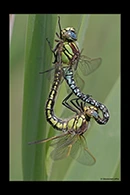 Brachytron pratense, thumbnail 4 / 20