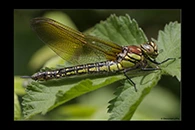 Brachytron pratense, thumbnail 5 / 20