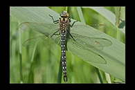 Brachytron pratense, thumbnail 7 / 20