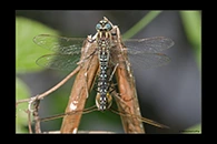 Brachytron pratense, thumbnail 9 / 20