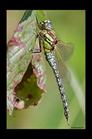 Brachytron pratense, thumbnail 11 / 20