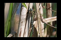Brachytron pratense, thumbnail 12 / 20