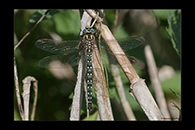 Brachytron pratense, thumbnail 13 / 20