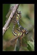 Brachytron pratense, thumbnail 15 / 20