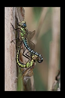 Brachytron pratense, thumbnail 16 / 20