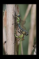 Brachytron pratense, thumbnail 17 / 20