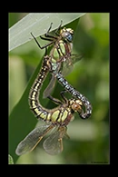 Brachytron pratense, thumbnail 18 / 20