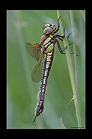 Brachytron pratense, thumbnail 20 / 20