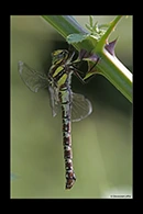 Caliaeschna microstigma, thumbnail 2 / 20