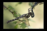 Caliaeschna microstigma, thumbnail 6 / 20