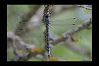 Caliaeschna microstigma, thumbnail 8 / 20