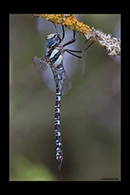 Caliaeschna microstigma, thumbnail 10 / 20